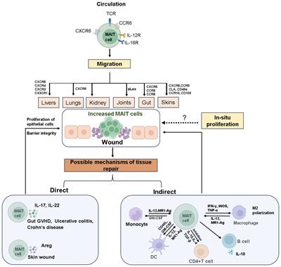 Insights into the tissue repair features of MAIT cells